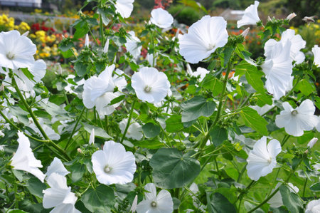 Flower bedの写真素材