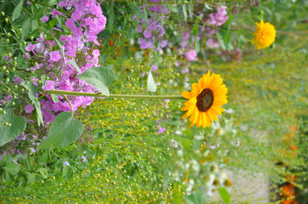 Sunflower in flower bedの写真素材