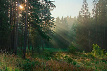 The beams of the sun which are making the way through a wood