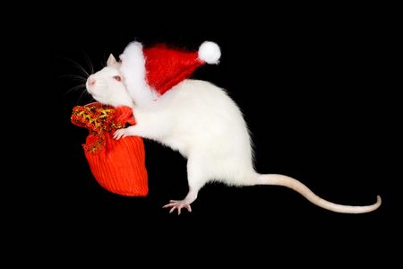 Domestic white rat on a black backgroundの写真素材
