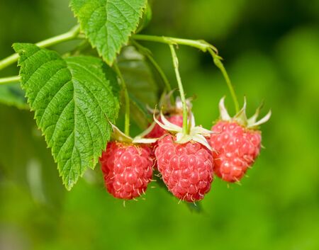 Ripe raspberry, hanging on a bush