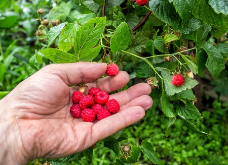 The collected fresh raspberries in a man's palmの写真素材