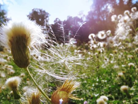 Autumn meadow              の写真素材