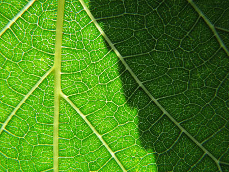 Green leaf texture background with shadow