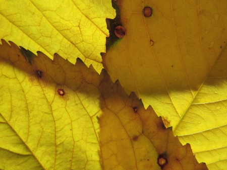  Yellow leaf texture                                  