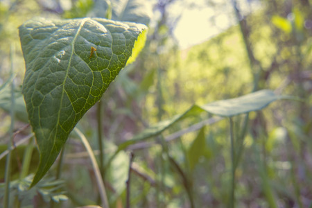 Leafsの写真素材