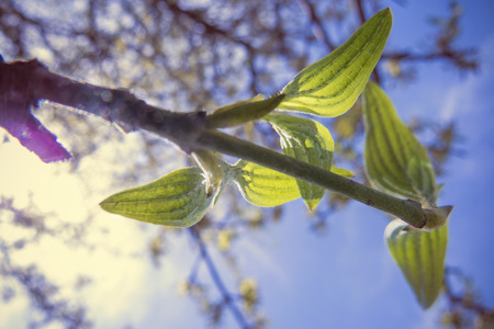 Leafsの写真素材