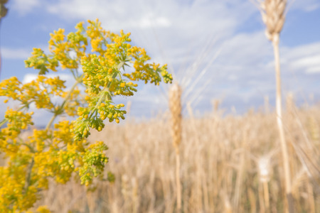 Yellow flowers in the  fieldの写真素材