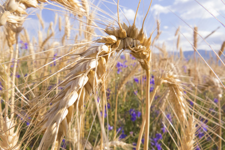 Wheatear in the fieldの写真素材