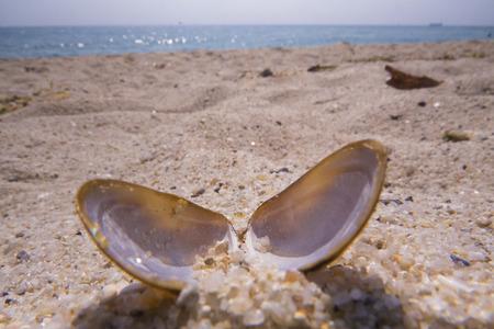 Black sea shells