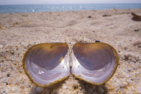 Black sea shellsの写真素材