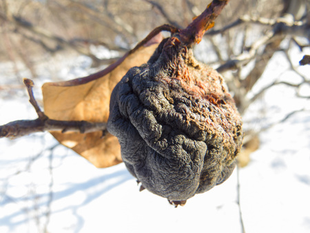 Dry fruitsの写真素材