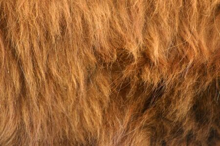a close shot of highlander cattle furの写真素材