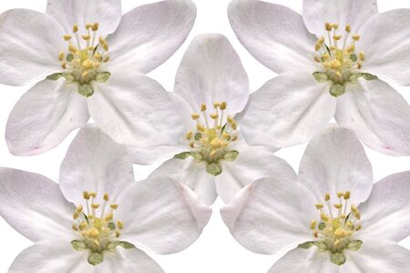 a Collage of apple blossoms