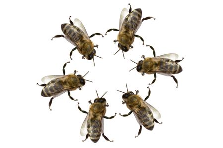 a group of bees in a circleの写真素材