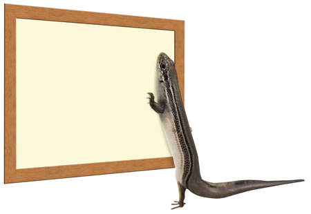 a skink lizard looking at a signの写真素材