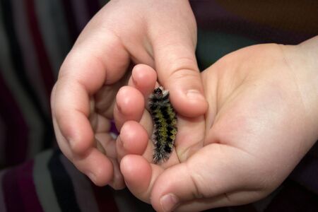 little hands holding a caterpillarの写真素材