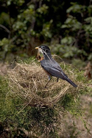 a robin with it's nest falling down around it