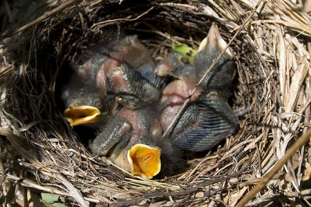 new catbird  looking for a meal
