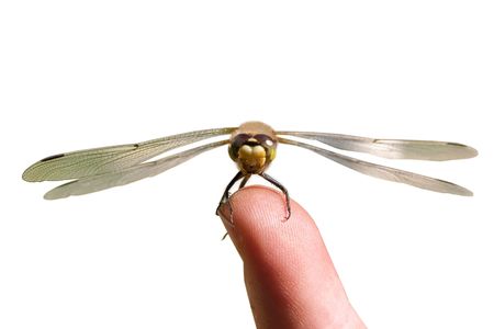 a dragonfly on a finger over a white backgroundの写真素材