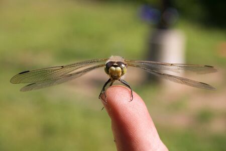 a dragonfly on a finger ready to flyの写真素材