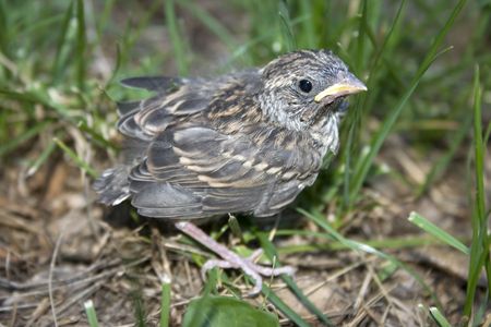 a chipping sparrow who has just left the nestの写真素材