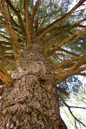 an upward view of an old pine treeの写真素材