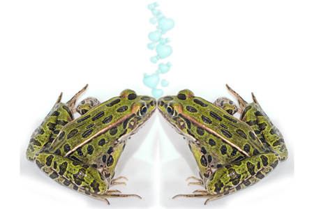 two frogs mirroring each other in a kissの写真素材