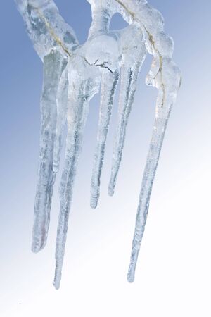 an old weed covered with beautiful icicles