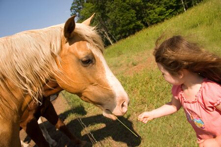 a little girl feeding a horse some grassの写真素材