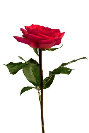 a fully bloomed red rose on a white backgroundの写真素材