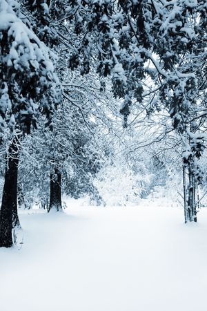 a snowy path in the middle of a group of treesの写真素材