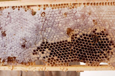 a hive frame and honeycomb dripping with honey