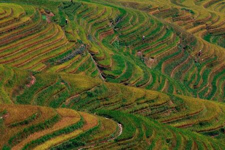 a multicolored rice terrace in china mountaines