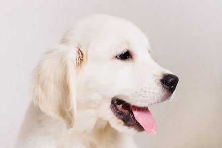 Small cute retriever puppy with tongue put outの写真素材