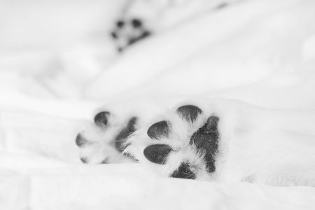Small white retriever puppy paws on white backgroundの写真素材