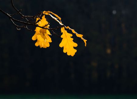 Oak-tree yellow leafs lit by sun on dark backgroundの写真素材