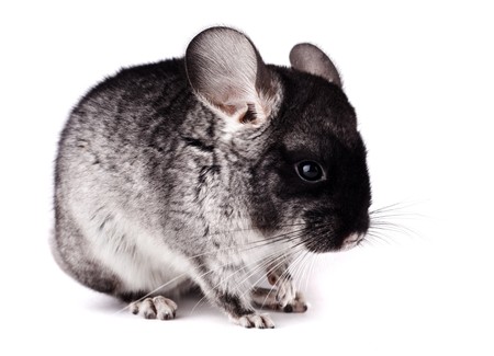 Small gray and black chinchilla on white backgroundの写真素材