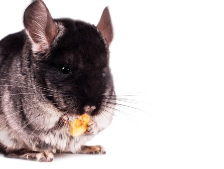 Small chinchilla eating a banana on white backgroundの写真素材