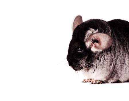 Small black chinchilla isolated on white backgroundの写真素材