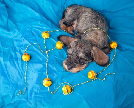 Small dachshund sleeping on blue cloth with toys