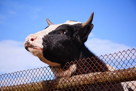 Cow head behind fence against blue skyの写真素材
