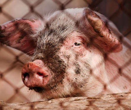 Big fat pig in the farm portraitの写真素材