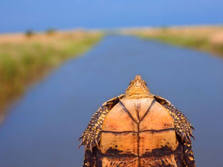 Small orange turtle bottom close-up