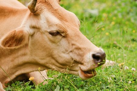 Cow with fair skin is eating grassの写真素材