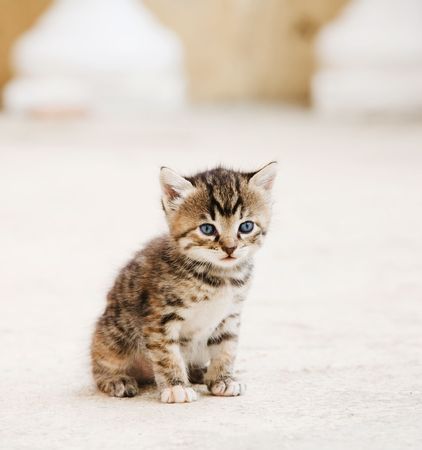 Small adorable cute kitten with blue eyesの写真素材