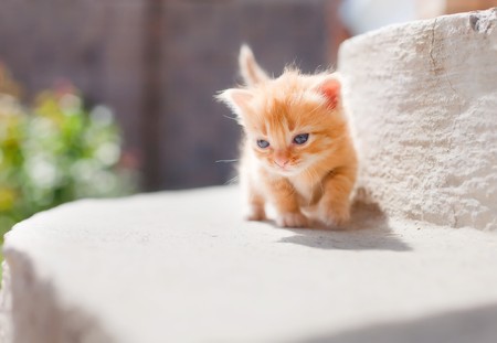 Small cute red kitten lit by sunの写真素材
