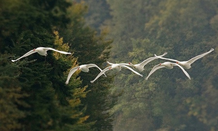 a flock of swans over the lakeの写真素材