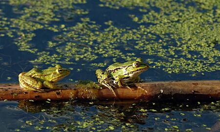 patient groomの写真素材
