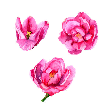 Watercolor composition of pink tulips. Buds, flowers and leaves. Bouquet in a circle. Flowers isolated on a white background.の写真素材